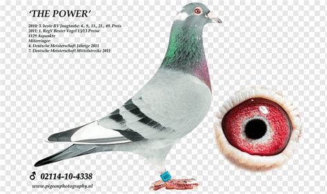 Pombo Correio Columbidae Racing Homer Pigeon Racing Gato Gato Jogo