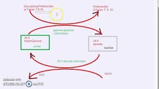 warfarin mechanism  action