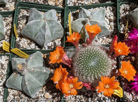 Succulent Porn From The Sacramento C S Society Plant Sale
