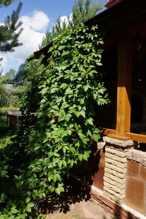 Лианы на даче: популярные виды и сорта с фото, применение в ландшафтном ...
