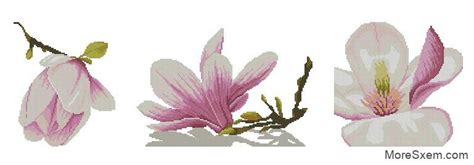 Магнолия | МореСхем