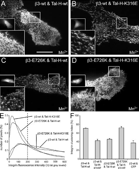 Figure 1 From New PI 4 5 P2 And Membrane Proximal Integrinbinding