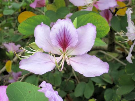 Bauhinia variegata – Pink Orchid Tree – Quinta dos Ouriques