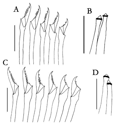 Odontosyllis Septemdentata Nsp A Anterior Chaetae B Anterior
