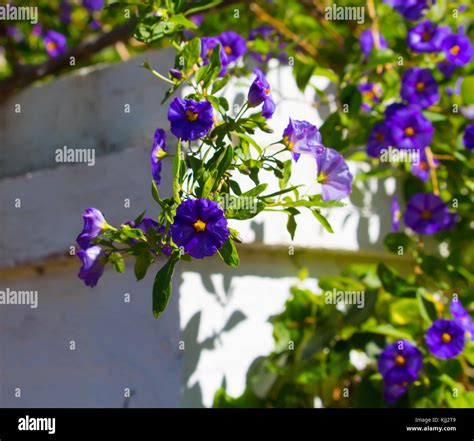 Delicate Gentian Blue Flowers Of Lycianthes Rantonnetii Blue Potato