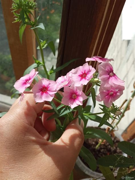 Флокс Гобелен — описание, фото и характеристики сорта