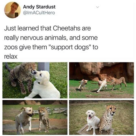 Cheetahs Are Nervous Animals They Get Support Dogs At Zoos Artofit