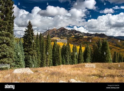 Forest And Fall Color Under Mount Owen And Ruby Peak Beckwith Pass