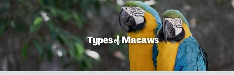 Feathered Rainbow The 19 Types Of Macaws Found In The Wild