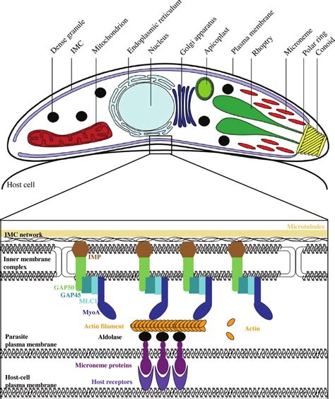 2 Scheme Of A Toxoplasma Gondii Tachyzoite With A Detailed Model Of Download Scientific