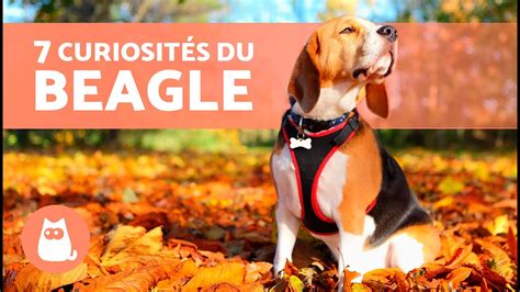 7 CURIOSITÉS sur le BEAGLE INCROYABLES YouTube