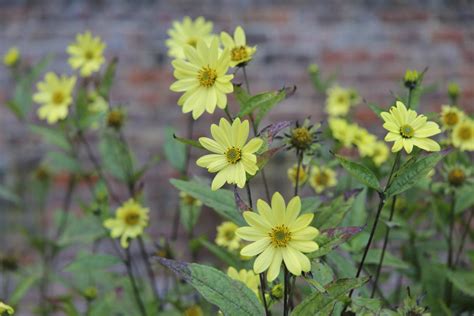 Helianthus ‘Carine’ | Pan Global Plants