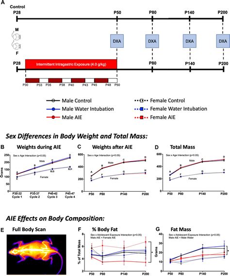 Frontiers Adolescent Intermittent Ethanol AIE Produces Lasting Sex