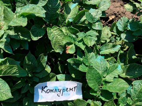 Ридоміл® Голд R. Нова формула улюбленого фунгіциду - AgroTimes