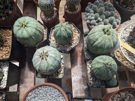 How To Sex Your Euphorbia Obesa And Why Its So Hard Trex Plants