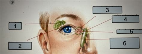 Lacrimal Eye Flashcards Quizlet