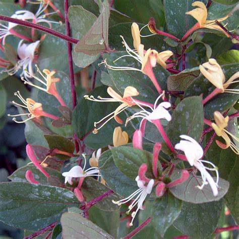 Lonicera Japonica Leaf