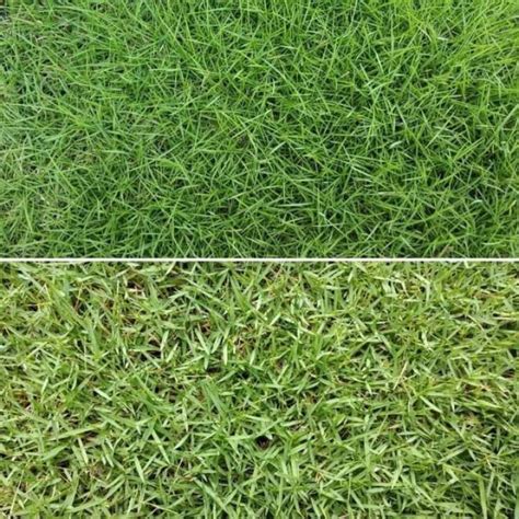 NEW ARRIVAL Fresh Stock Hot Ltemss Rumput Carpet Japanese Grass Rumput