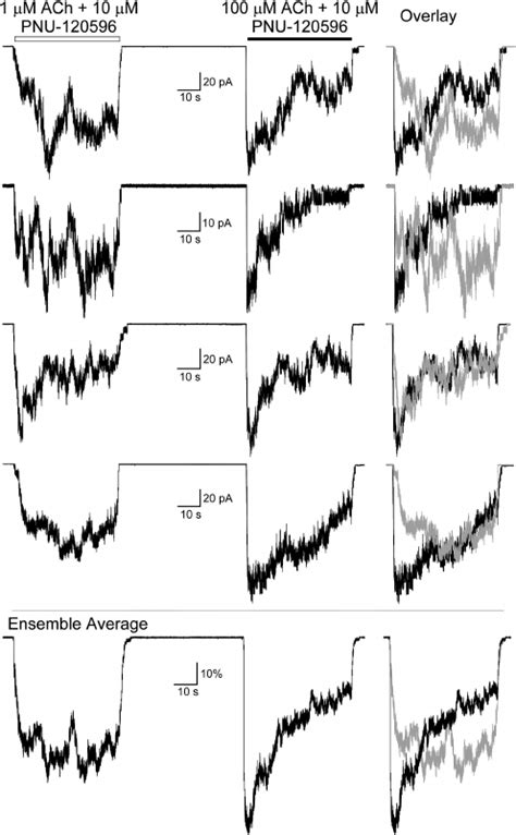 Agonist Concentration Dependence On The Onset And Decline Of