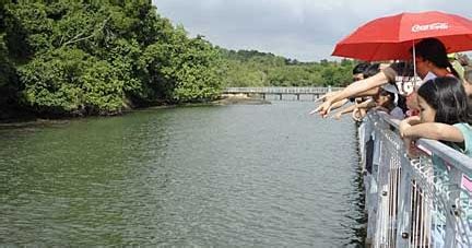 Adventures With The Naked Hermit Crabs 14 Jul Sat FREE Chek Jawa Boardwalk Trip With The