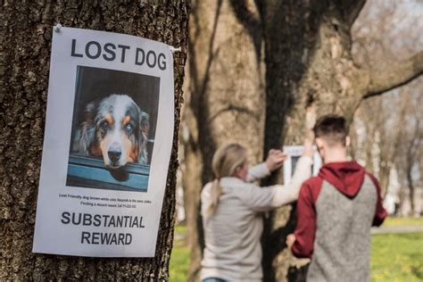 Busca | Spanish to English Translation - SpanishDictionary.com