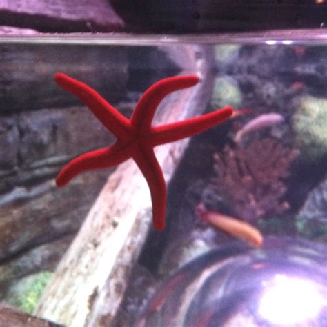 Sea Star from the Sea Life Aquarium