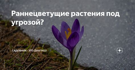 Раннецветущие растения под угрозой? | Садовник - это диагноз | Дзен