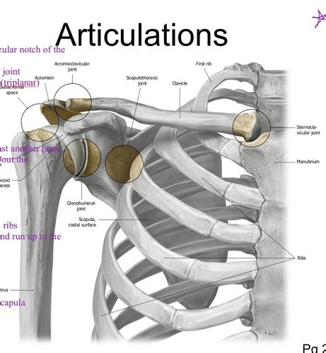 Shoulder Girdle 10 11 17 Flashcards Quizlet