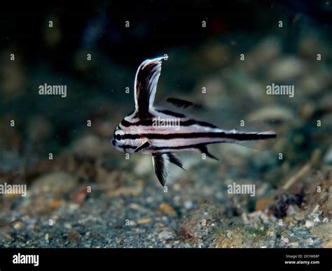 Juvenile Spotted Drum Equetus Punctatus Dive Site Blue Heron Bridge