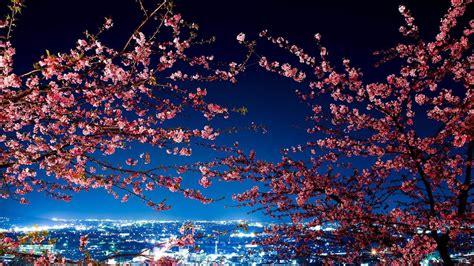 Japan tokyo cherry blossoms city lights cityscapes wallpaper | (45279)