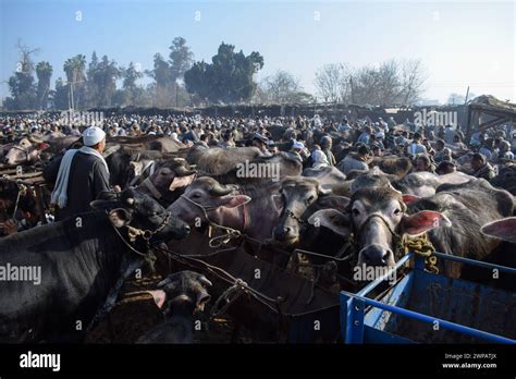 Egyptian Cattle Traders Gather At A Livestock Market N Nile Delta Some