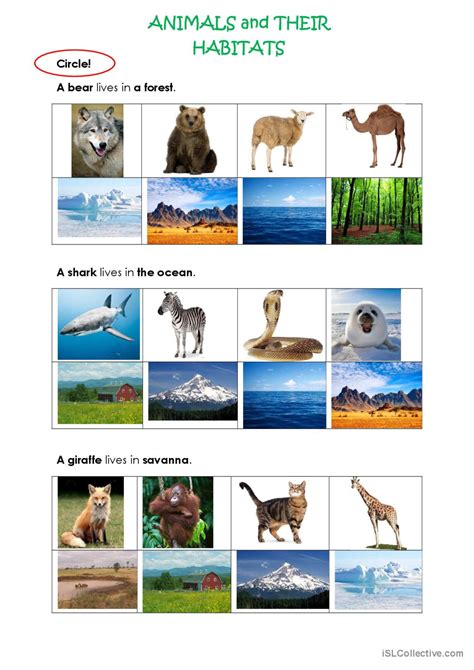Wild Animals And Their Habitats English Esl Worksheet