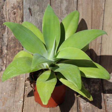 Agave Attenuata Foxtail Agave Ezy Care Succulents