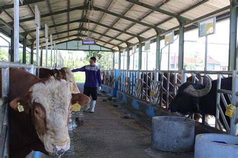 Merawat Keunggulan Sapi Pejantan Tangguh Lewat Inseminasi Buatan