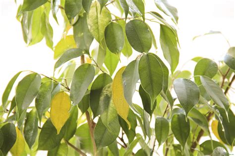 Фикус Бенджамина Опадают Листья Фото