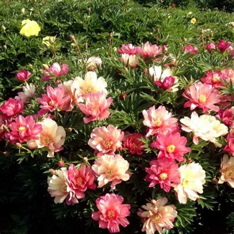 Пион Julia Rose Фото – Telegraph