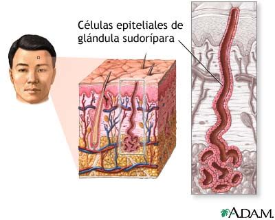 Medlineplus Enciclopedia M Dica C Lulas Epiteliales