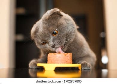 4 259 Eating Pussy Images Stock Photos Vectors Shutterstock
