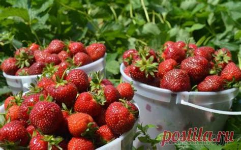 5 шагов до небывалого урожая клубники Как правильно выращивать клубни ...