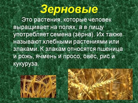 Культурные растения - Презентации по биологии