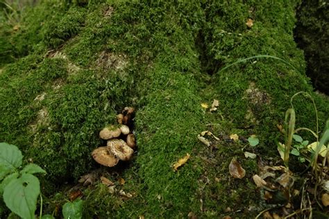 Misidentifying Fungi Mushrooms Thousands Of Em