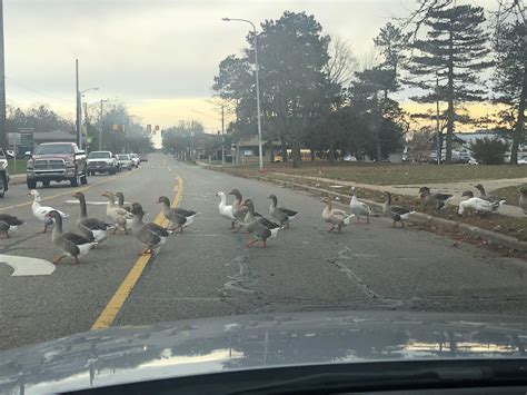 State websites explain how the michigan traffic webcams function 19