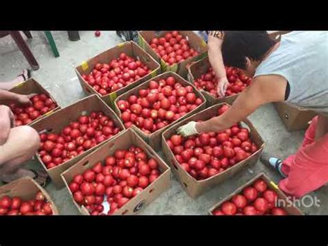 Итоги первого оборота помидор Махитос - YouTube