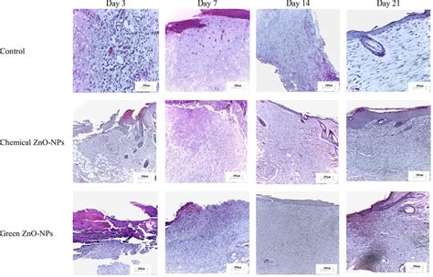 Histopathological Photos Of The Control And Treated Groups At The 3rd