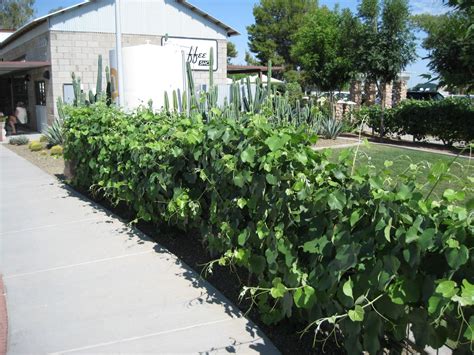 Vitis Californica Rogers Red California Grape Mountain States