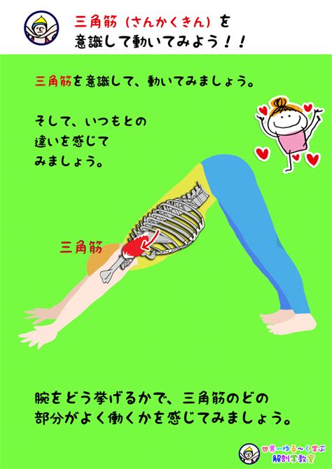 三角筋（さんかくきん）を意識して動いてみよう！｜世界一ゆる～い解剖学教室 Anatomy Yogaリアル解剖学教室