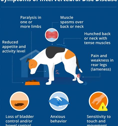 HERNIA DISCAL en Perros Síntomas y Tratamiento EFECTIVO