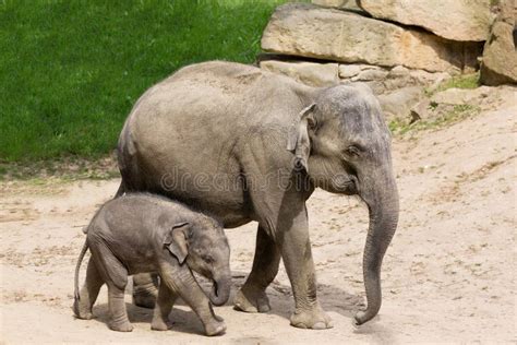 Madre Del Elefante Con El Elefante Del Bebé En Parque Zoológico Foto de