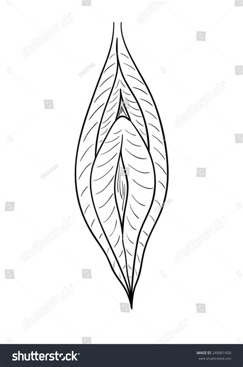 Sketch Female Vagina On White Background Stock Vector Shutterstock