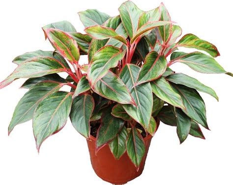 Декоративно лиственные цветы - 60 фото